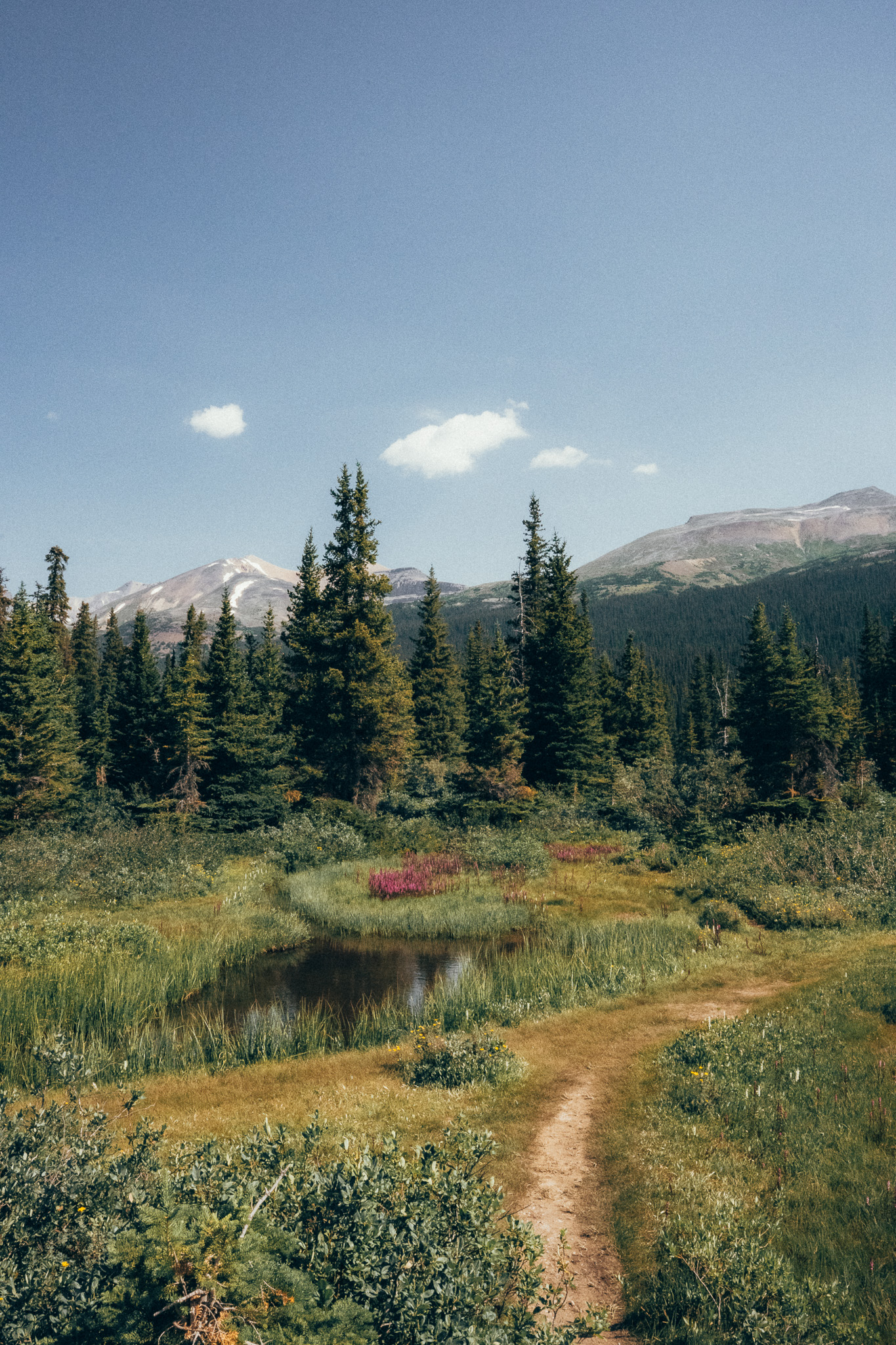 Dirt trail past a small pond with fireweed in bloom
