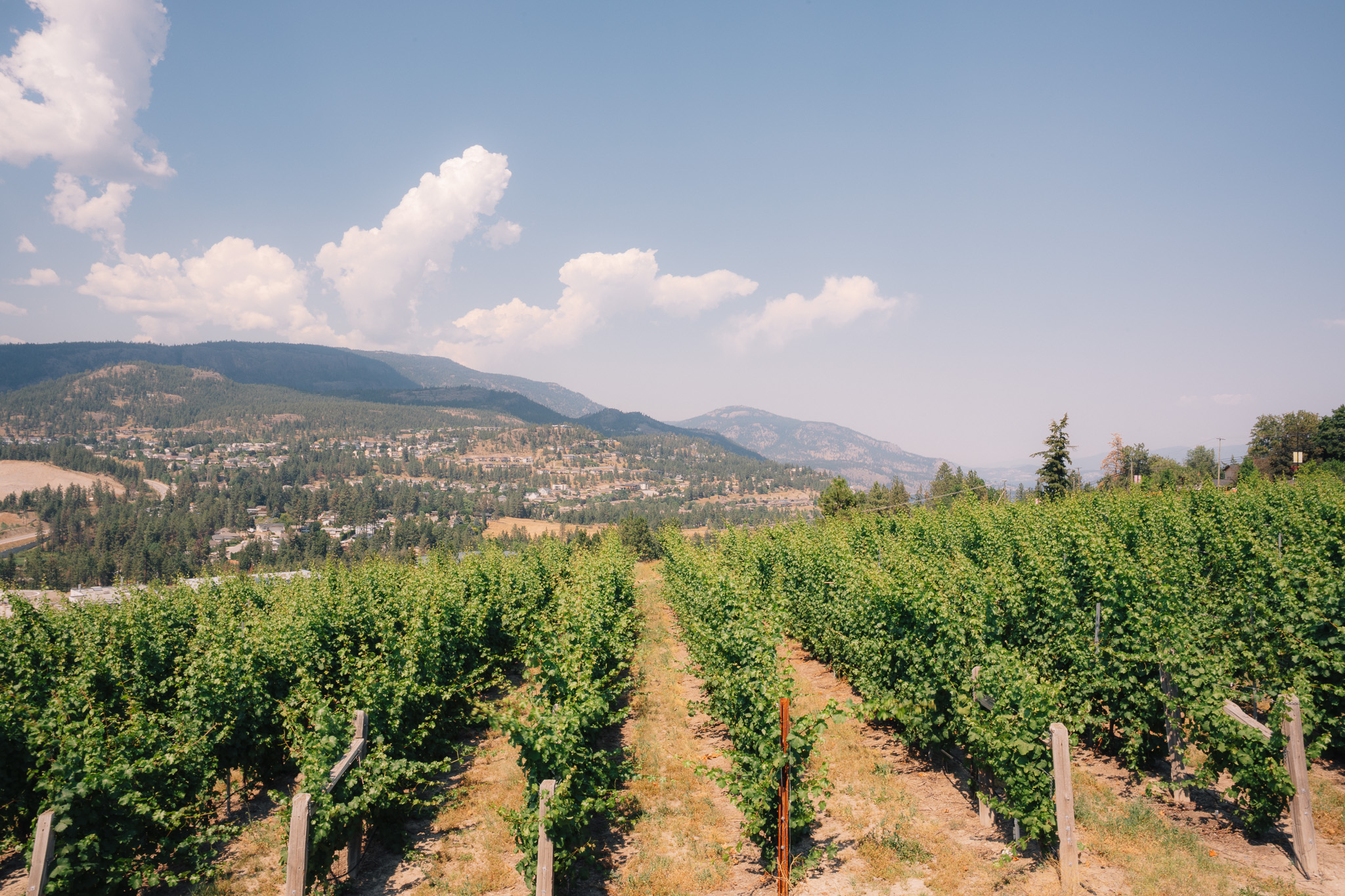 Vineyard rows on a hillside above a valley town